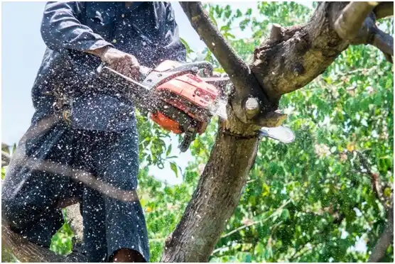 tree services Casper